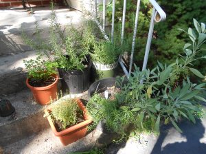 Have steps leading to your door?  Grow your herbs in some large pots there!