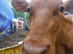 Did someone say milk?